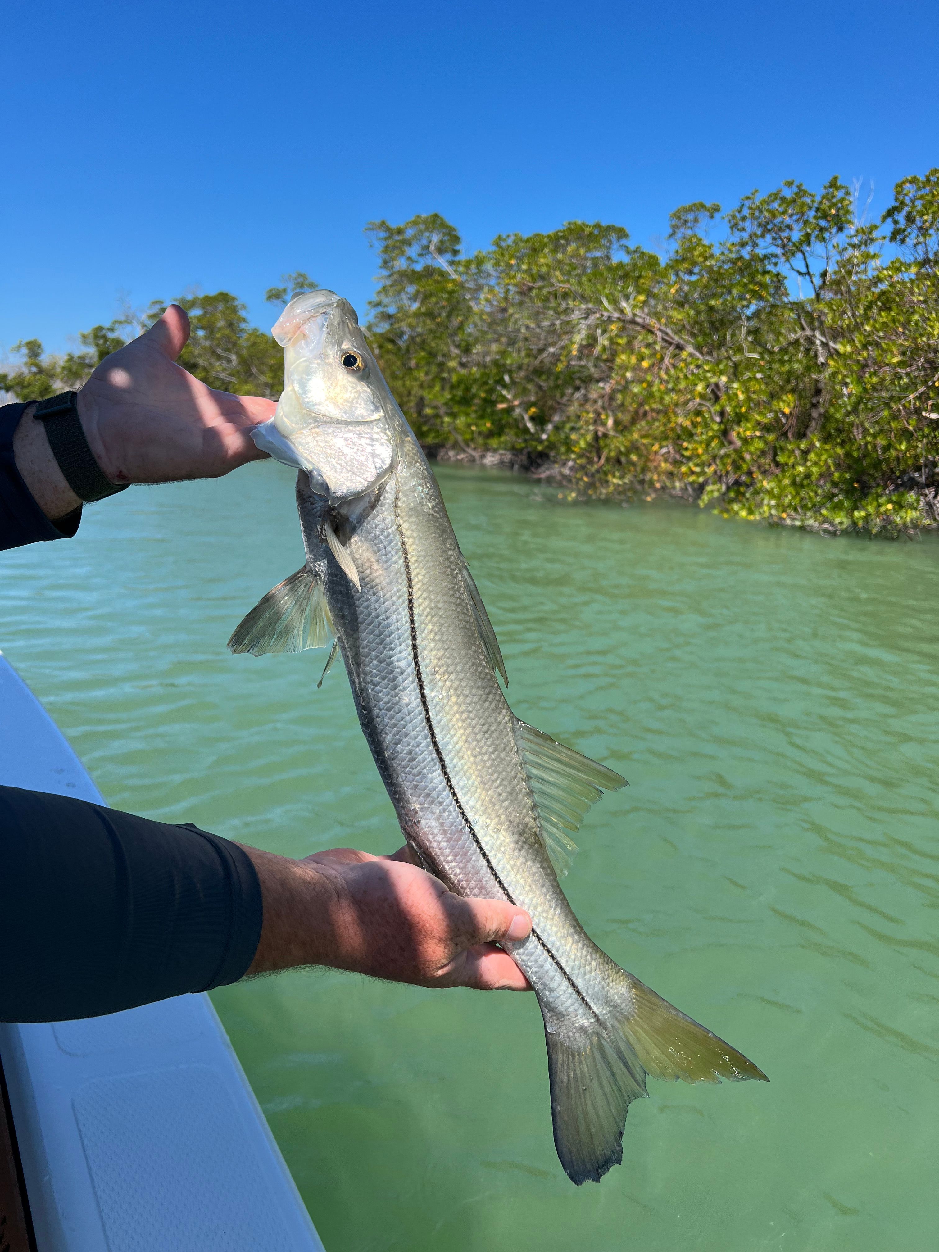 Found the snook