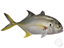 Crevalle Jack