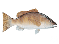 Grey Snapper